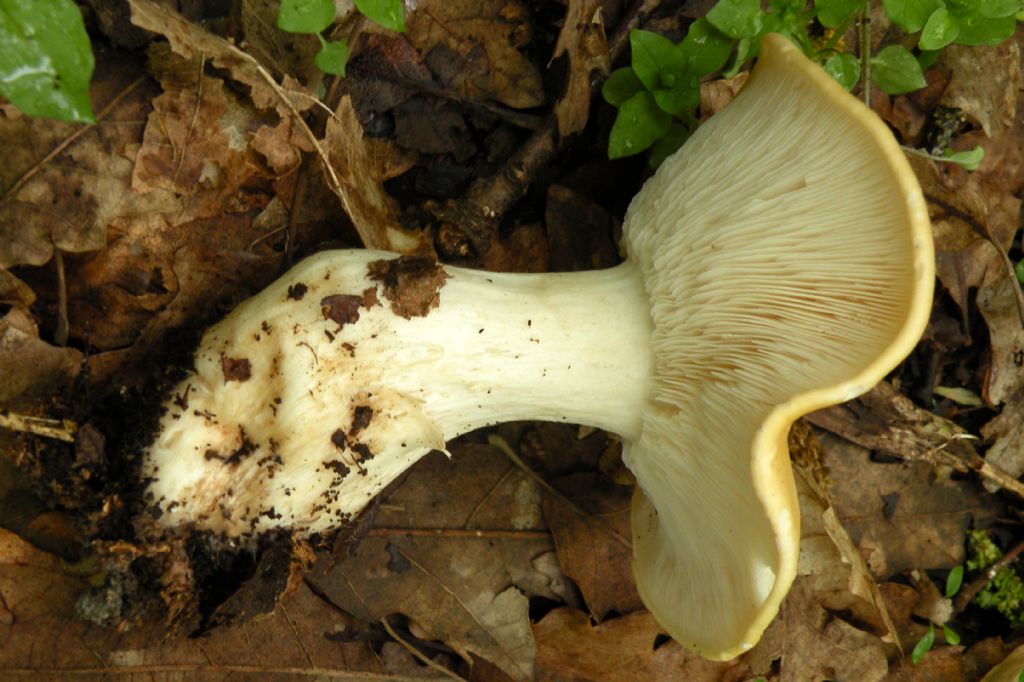 Ci (ri)provo: Tricholoma sp?